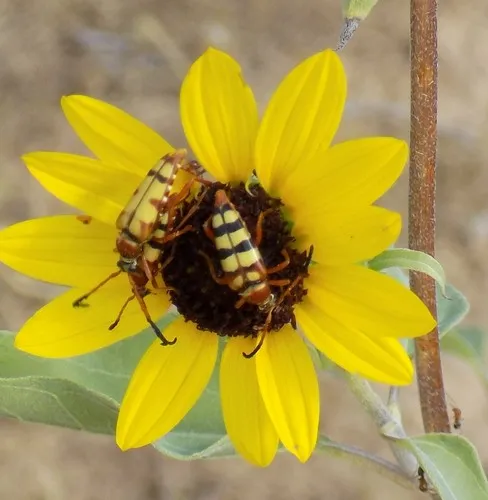 Typocerus balteatus - photo 4
