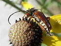 Typocerus confluens