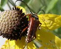 Typocerus confluens - photo 2