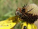 Typocerus confluens - photo 3