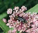 Typocerus confluens - photo 4