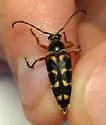 Typocerus confluens - photo 5