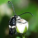 Typocerus fulvocinctus
