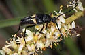 Typocerus fulvocinctus - photo 4