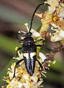 Typocerus fulvocinctus - photo 5