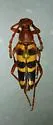 Typocerus gloriosus