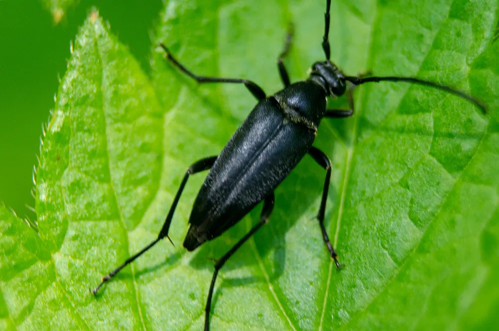Typocerus lugubris - photo 2