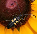 Typocerus lunulatus