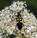 Typocerus lunulatus - photo 2