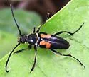 Typocerus lunulatus - photo 3