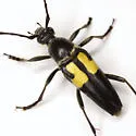 Typocerus lunulatus - photo 4