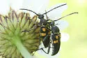 Typocerus lunulatus - photo 5