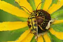 Typocerus octonotatus - Typocerus octonotatus