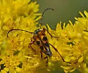 Typocerus octonotatus - photo 2