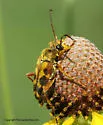 Typocerus octonotatus - photo 3