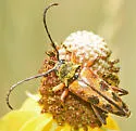 Typocerus octonotatus - photo 4