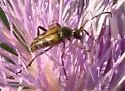 Typocerus octonotatus - photo 5