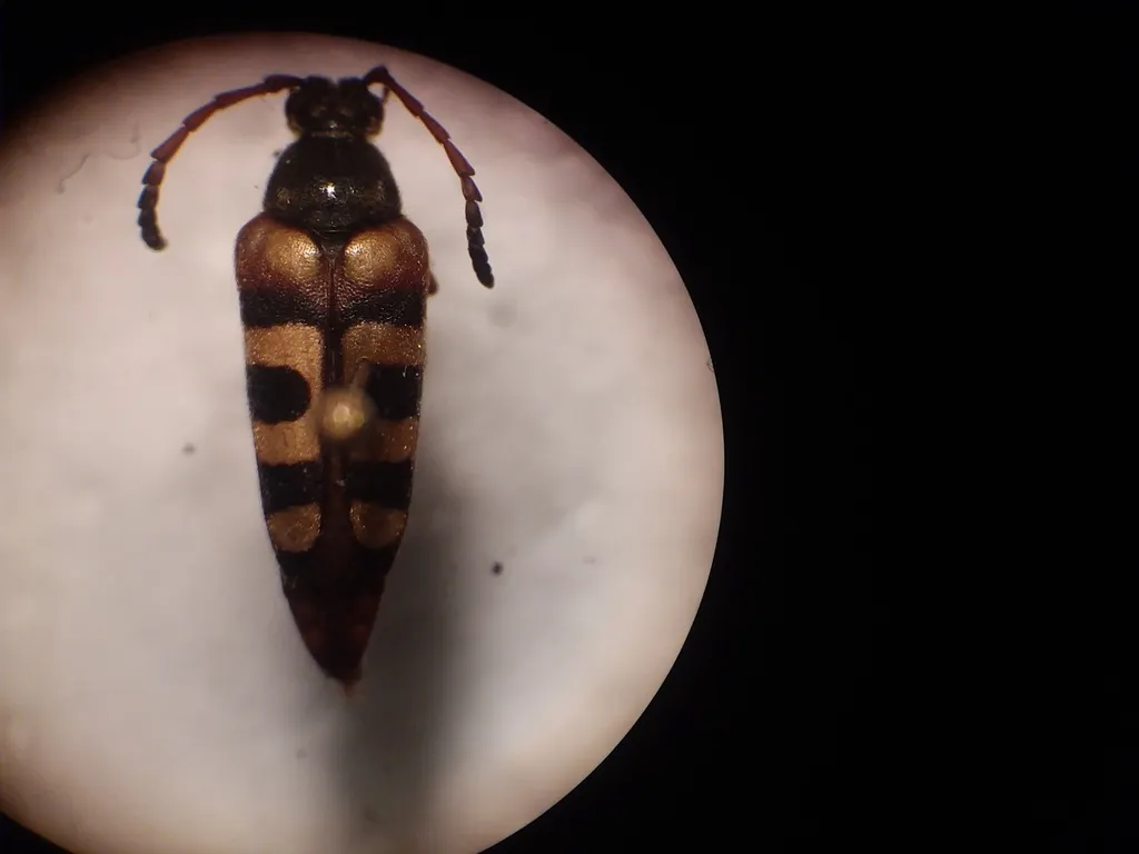 Typocerus serraticornis