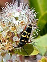 Typocerus sparsus