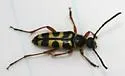 Typocerus sparsus - photo 2