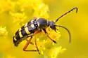 Typocerus sparsus - photo 3