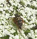 Typocerus sparsus - photo 4
