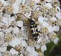 Typocerus sparsus - photo 5