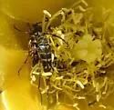 Zebra Longhorn Beetle - photo 2