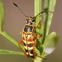 Zebra Longhorn Beetle - photo 3