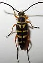 Zebra Longhorn Beetle - photo 4