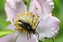 Zebra Longhorn Beetle - photo 5