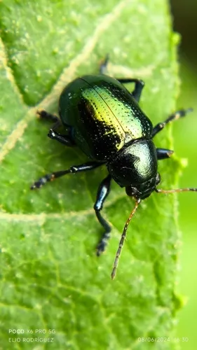 Sweet Potato Leaf Beetle - Typophorus nigritus