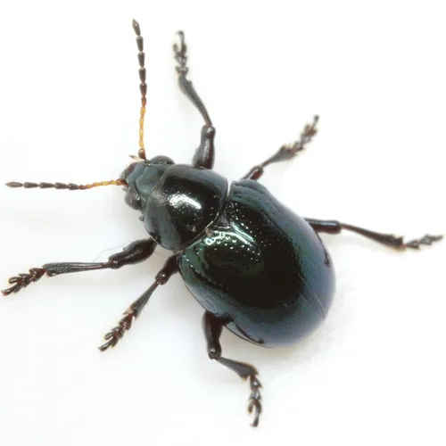 Sweet Potato Leaf Beetle - photo 2