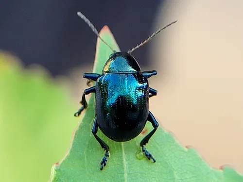 Sweet Potato Leaf Beetle - photo 3