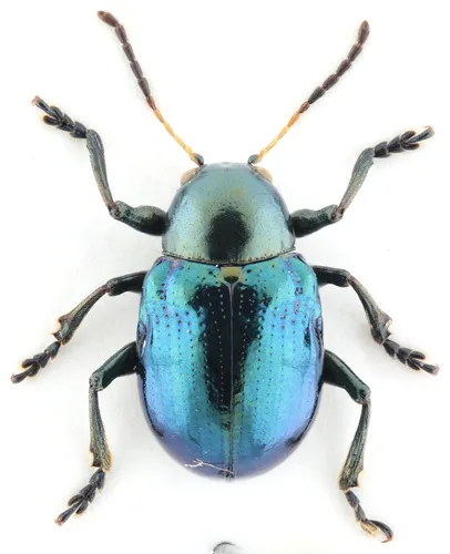 Sweet Potato Leaf Beetle - photo 4