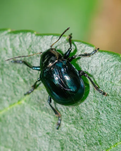 Sweet Potato Leaf Beetle - photo 5