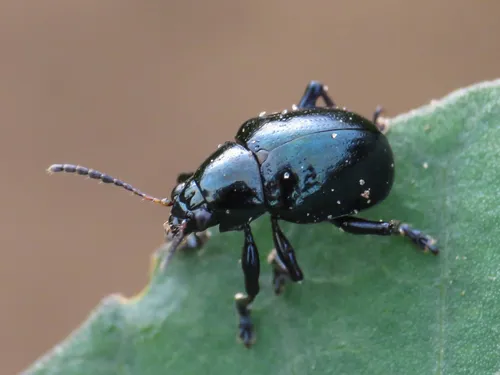Sweet Potato Leaf Beetle - photo 6