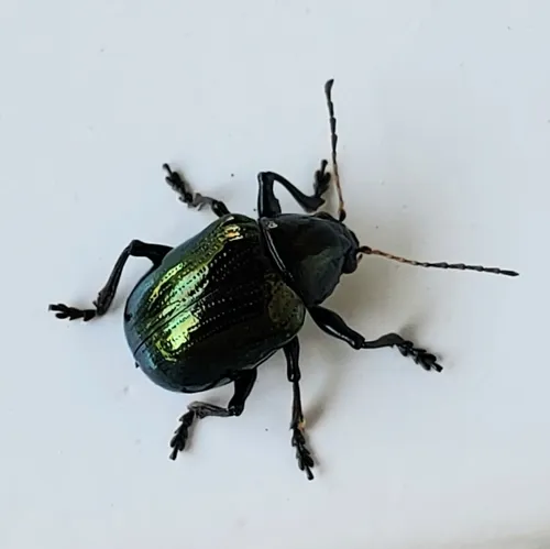 Sweet Potato Leaf Beetle - photo 7
