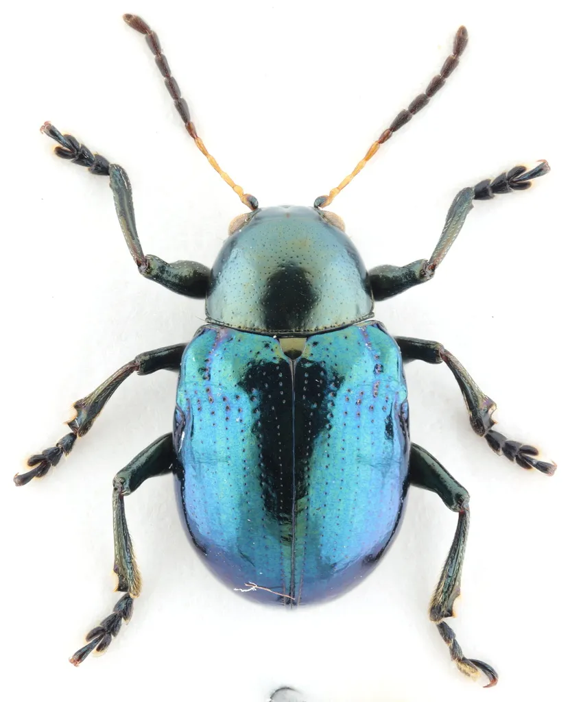 Sweet Potato Leaf Beetle - photo 8