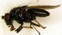 Typopsilopa nigra - photo 3