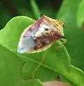 Tyrannocoris jole