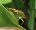 Tyrannocoris jole - photo 2