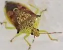 Tyrannocoris jole - photo 3