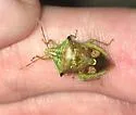 Tyrannocoris jole - photo 4
