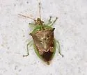 Tyrannocoris jole - photo 5