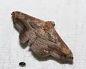 Tyrissa multilinea - Hodges#8650 - Tyrissa multilinea