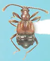 Tyrus corticinus