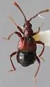 Tyrus corticinus - photo 2