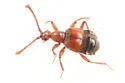Tyrus corticinus - photo 3