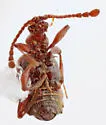 Tyrus corticinus - photo 4